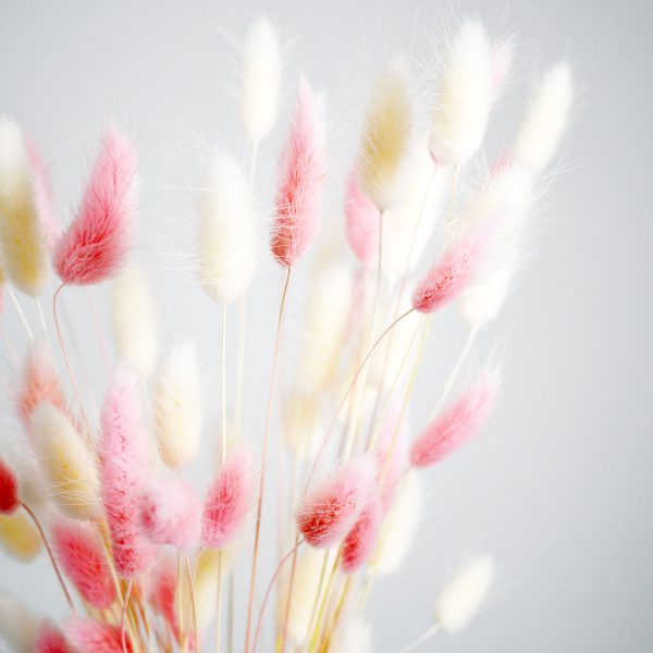 Surella - Bunny Tail Stems Close Up