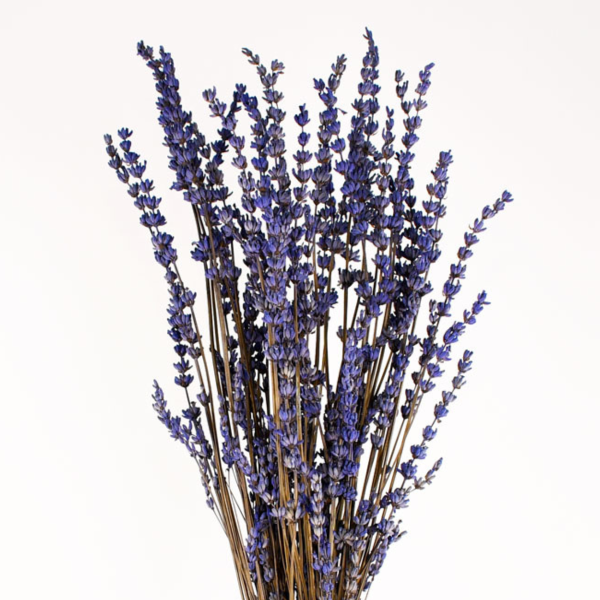 Surella Preserved Lavender Stems