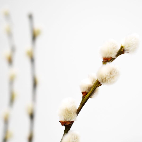 Surella Dried Pussy Willow Close Up