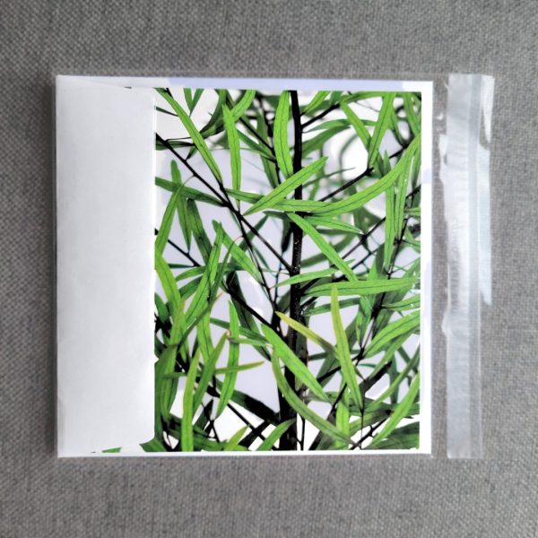 Surella Occasion Card Eucalyptus Nicolii With Envelope In Compostable Bag