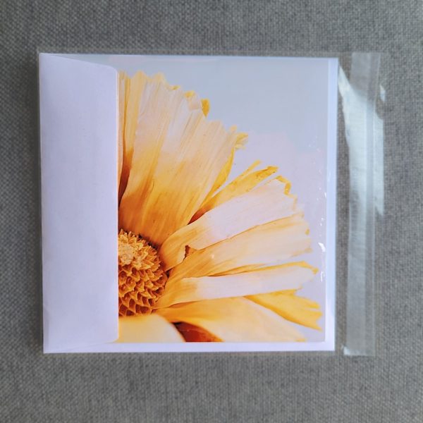 Surella Occasion Card Protea With Envelope In Compostable Bag