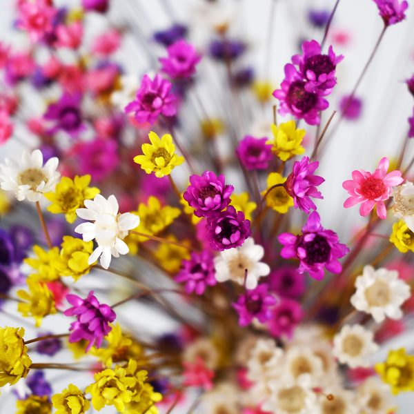 Wildflower Meadow Mini Close Up